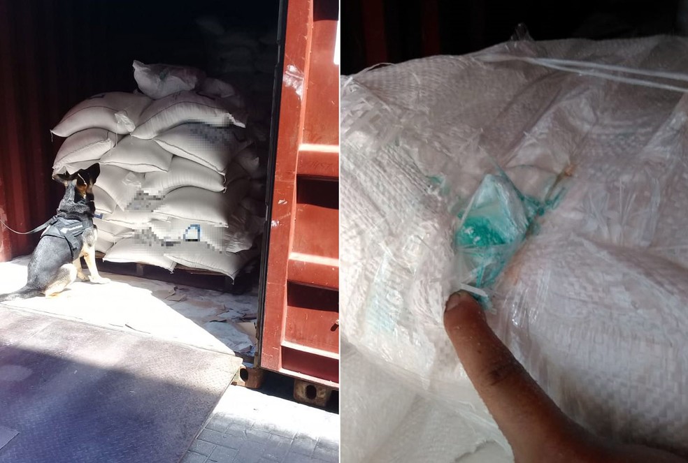 Cães farejadores ajudaram a localizar cocaína nas sacas de açúcar no Porto de Santos, SP — Foto: G1 Santos