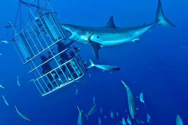 Mergulho com Tubarões na África do Sul (Foto: Divulgação)