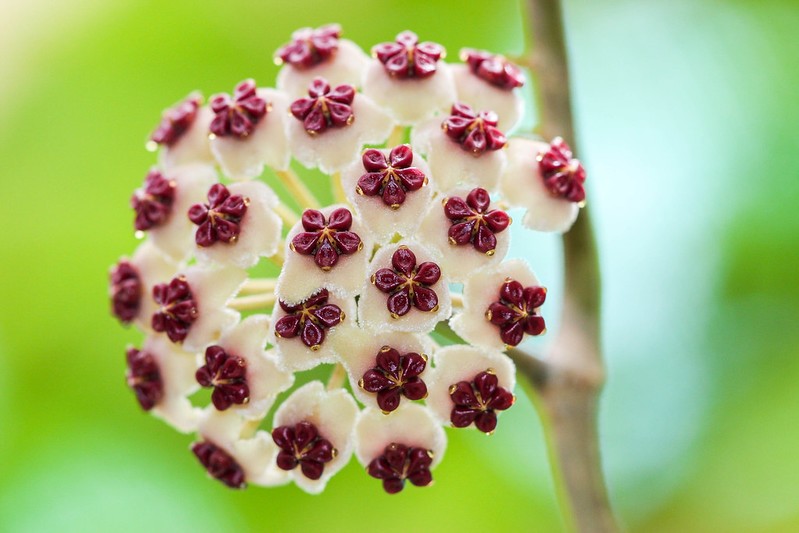 A flor da Hoya kerrii surge em formato de mini buquês brancos com o centro avermelhado ou arroxeado  (Foto: Flickr / _j_a_d_s_ / Creative Commons)