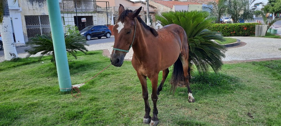 Cavalo é agredido por dono e abandonado em praça de Iguatu, no Ceará. — Foto: Wandenberg Belém/ SVM