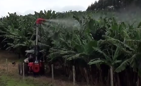 agricultura_canhão_bananeiro (Foto: Divulgação/ Cattoni)
