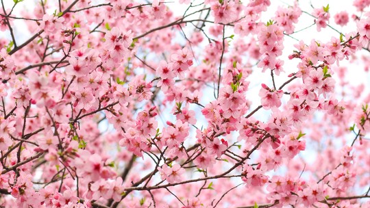 Cerejeiras florescem 10 dias antes em Tóquio devido a mudanças climáticas