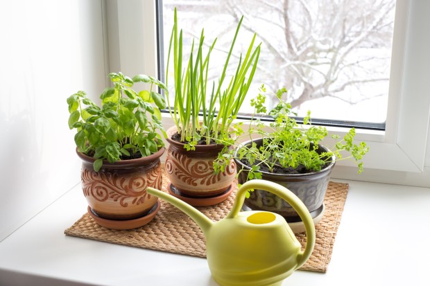 Growing vegetables on the windowsill, home gardening. Green Basil, onion and parsley leaves. Aromatic herbs. (Foto: Getty Images/iStockphoto)
