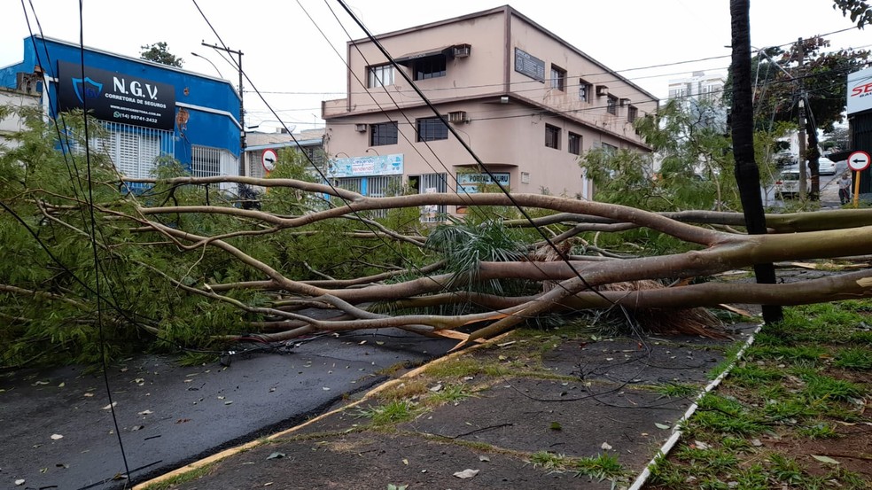 Temporal derrubou árvore na Rua Luiz Zuiani, no Jardim Higienópolis, em Bauru — Foto: Prefeitura de Bauru/Divulgação