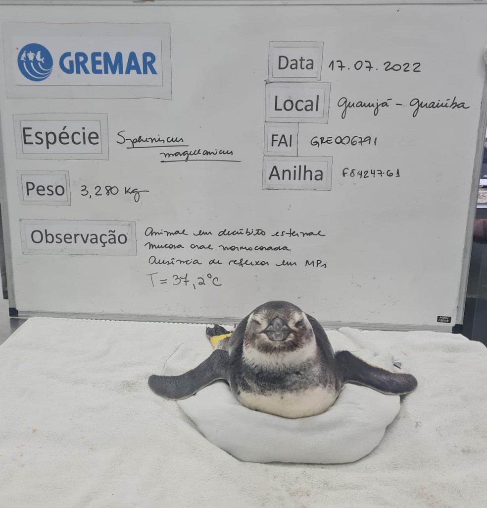 Instituto Gremar realizou o resgate e está cuidando da ave — Foto: Instituto Gremar/Divulgação