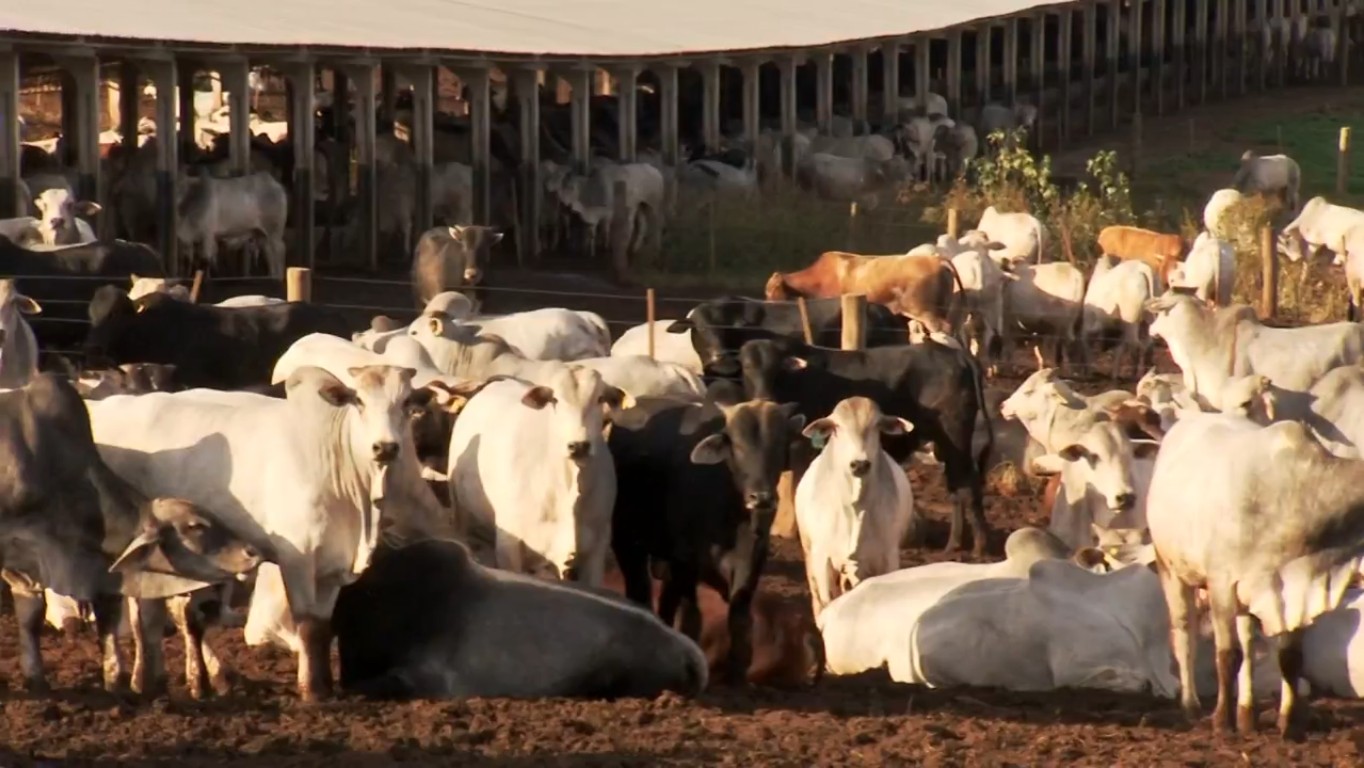 Exportação de carne bovina do Brasil recua 6% no 1º bimestre thumbnail