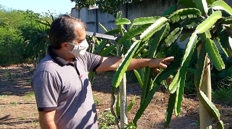 Professor Vander Mendonça, do Centro de Ciências Agrárias da Ufersa, é responsável pelos estudos sobre a pitaya — Foto: Reprodução/Inter TV Costa Branca
