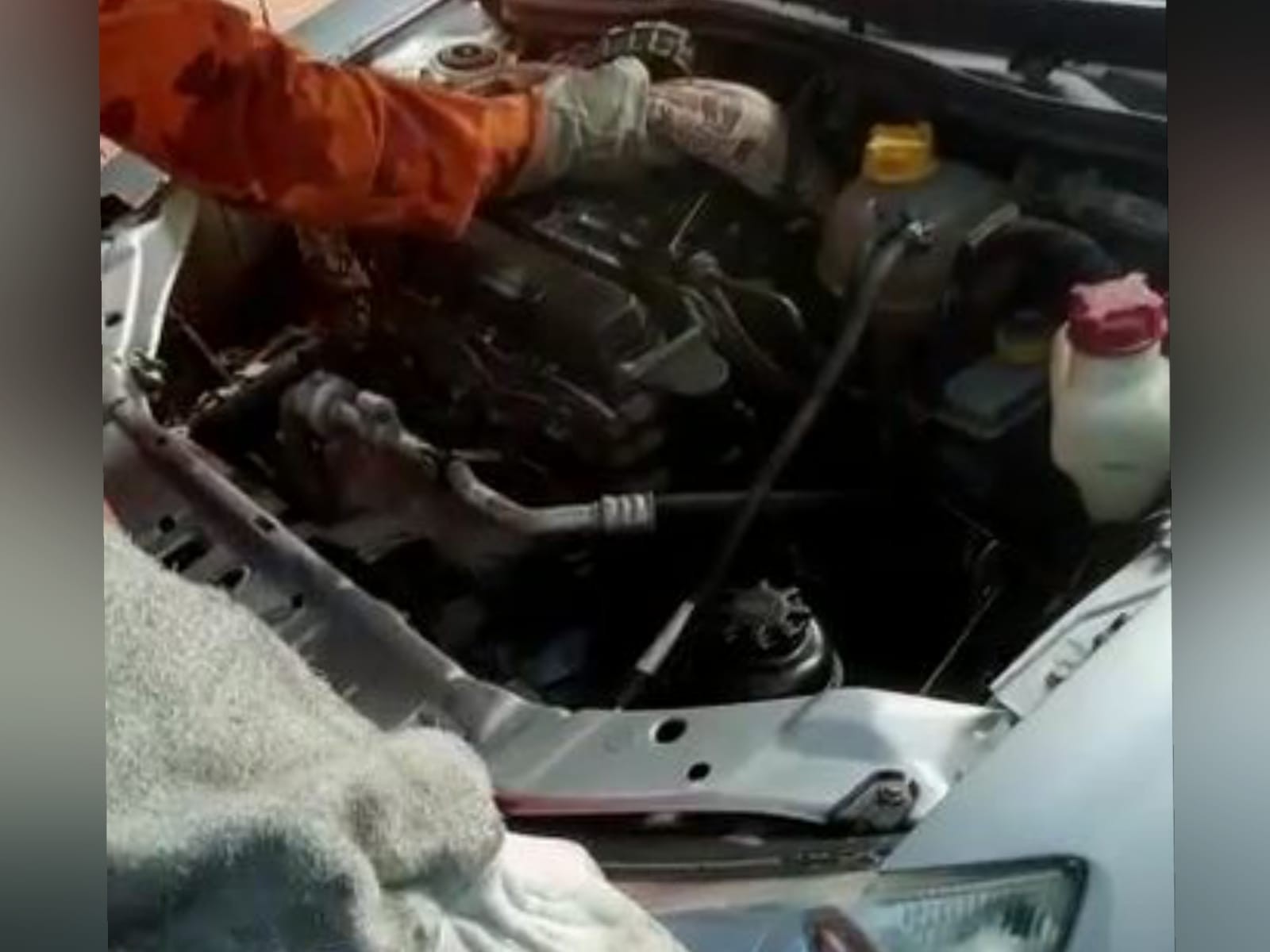Mecânico abre capô de carro e encontra jiboia em oficina de Fortaleza; vídeo