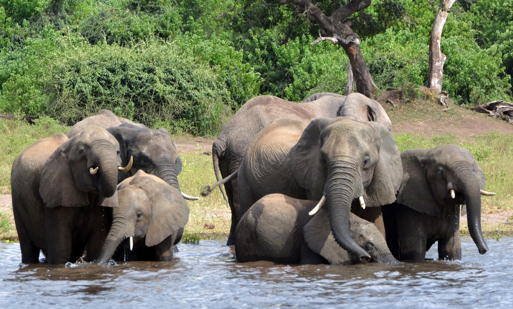 Foto de arquivo mostra elefantes no Parque Nacional de Chobe em Botsuana. (Foto: AP Photo/Charmaine Noronha)