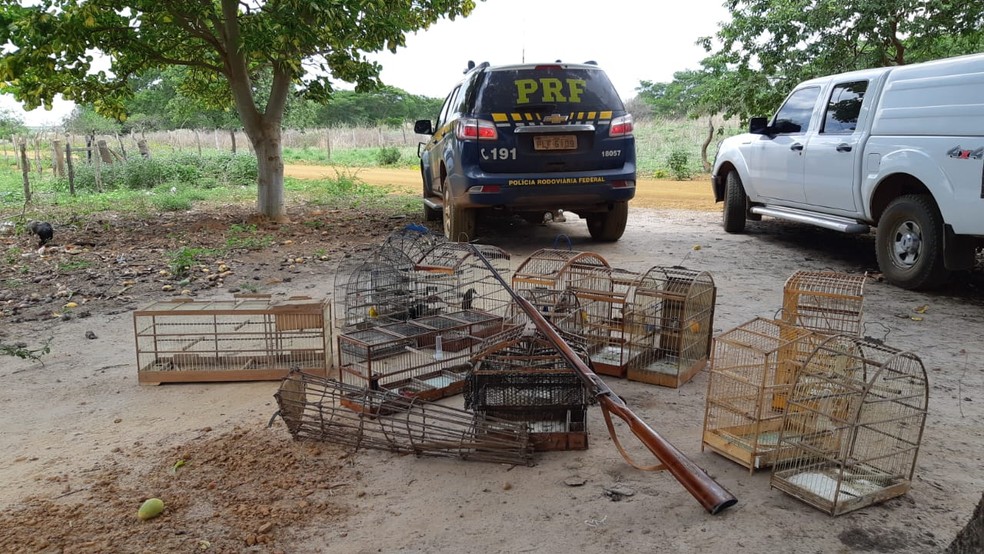 Policiais apreenderam 321 animais silvestres — Foto: Divulgação/Polícia Civil