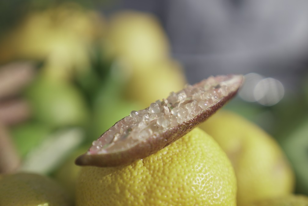 Limão-caviar parece um pepino por fora, mas por dentro o fruto tem a textura de ovas de peixe — Foto: Gustavo Wanderley/g1