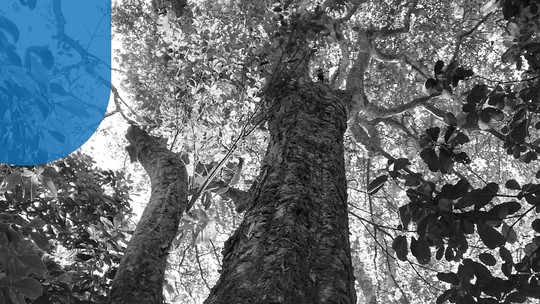 Duas espécies inéditas de árvores frutíferas são descobertas em parque da Região Metropolitana do Rio 