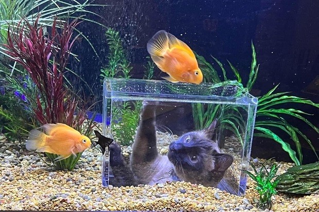 Jasper brincando com seu aquário personalizado (Foto: Reprodução / Instagram @jasperthecatfish)