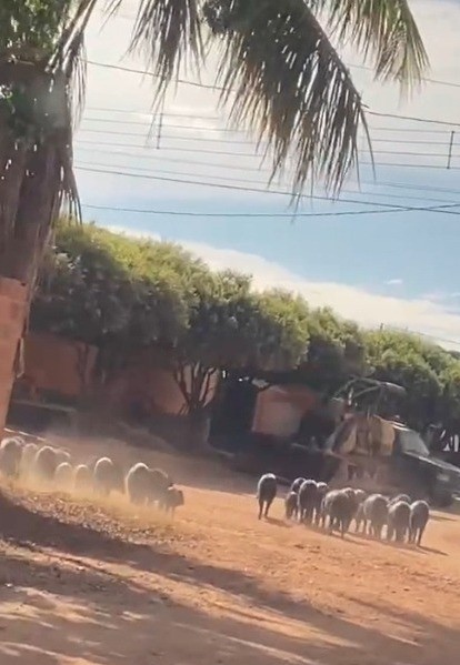 Moradora flagra mais de dez porcos-do-mato 'passeando' em cidade de MS; veja vídeo
