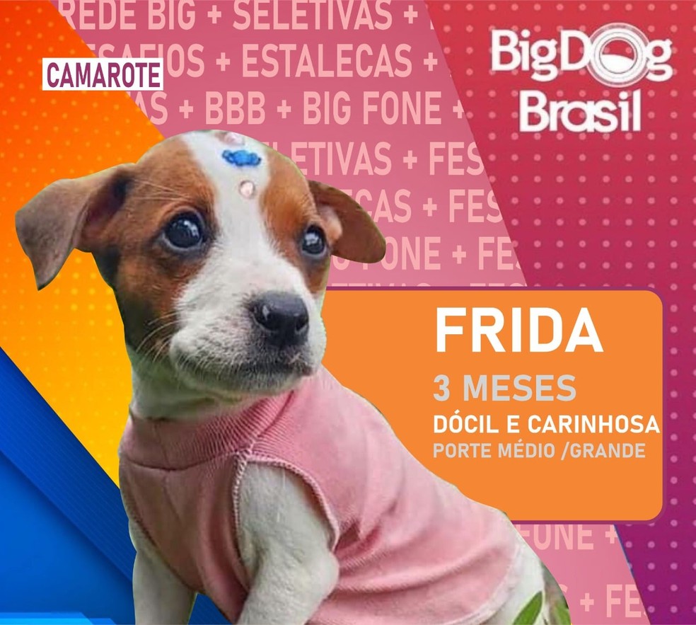 Cães participam do Big Dog Brasil, em Pinhais. Frida foi adotada — Foto: Divulgação/Prefeitura de Pinhais