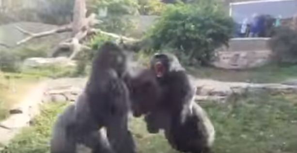 Gorilas trocam golpes em zoológico nos Estados Unidos (Foto: Reprodução)