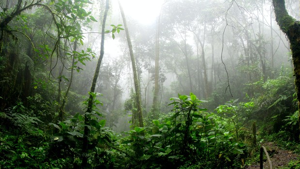 Amazônia, floresta, amazônia em chamas, queimada, floresta amazônica (Foto: Reprodução/Pexel/David Riaño)