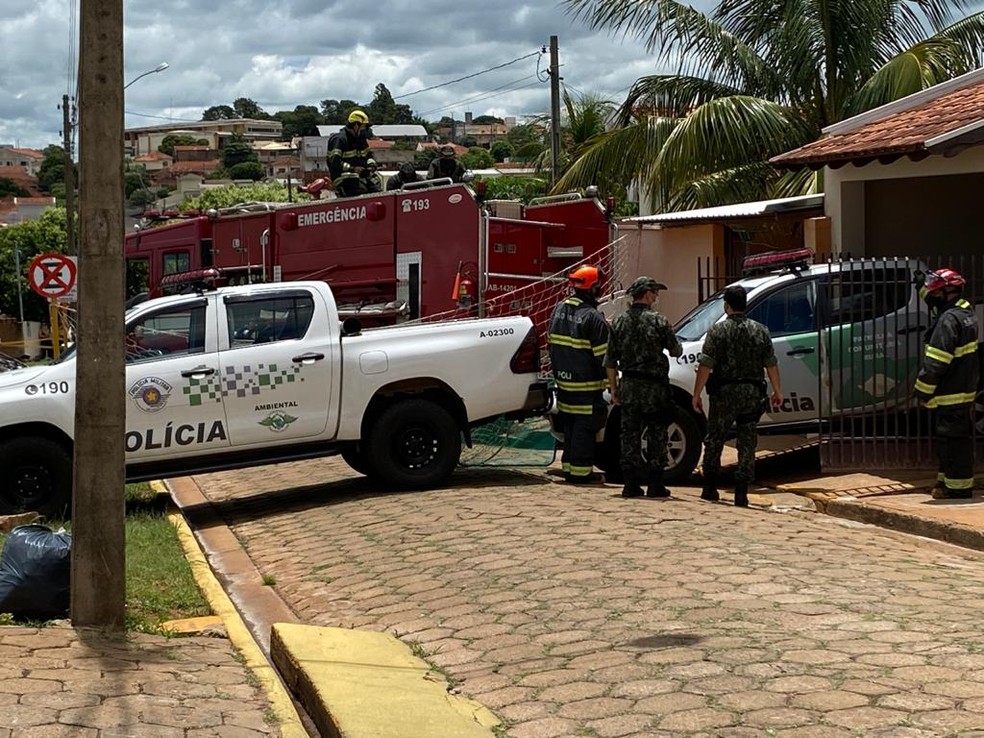 Bombeiros e policiais montaram um corredor de passagem por onde a onça-parda voltou à natureza — Foto: Bill Paschoalotto/TV Fronteira