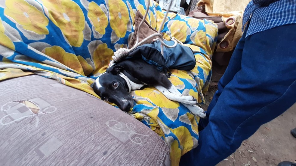 Cachorra foi resgatada com vida quase um mês depois de cair em precipício em Marília — Foto: Fabrício Lopes/TV TEM