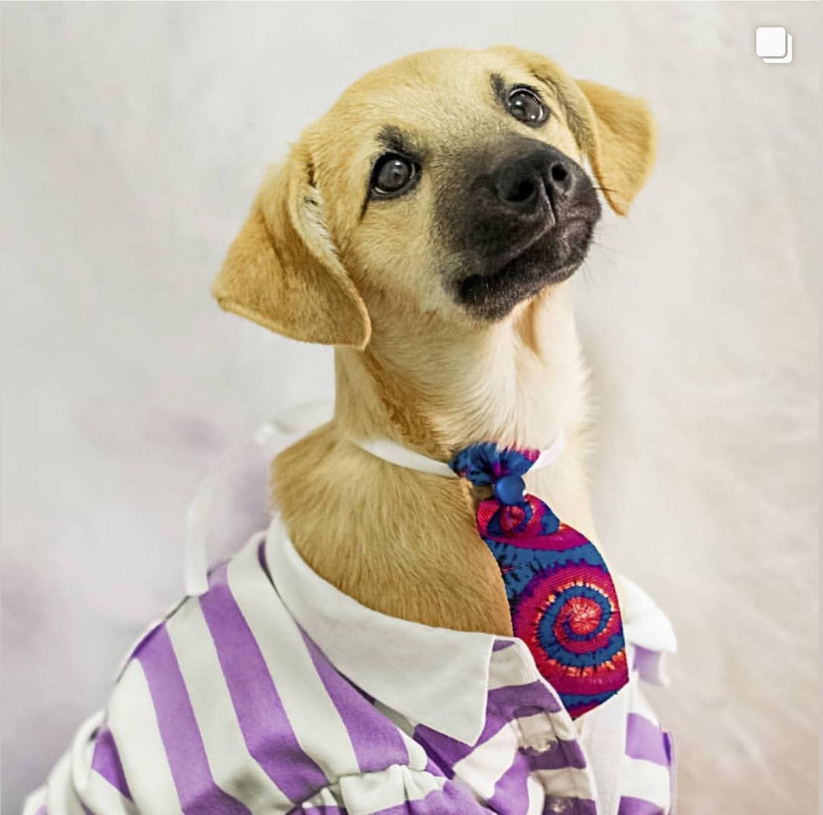 Top models: cães de abrigo ganham ensaio fotográfico para incentivar adoção no DF | Distrito Federal – [Blog GigaOutlet]