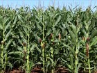 Cultivo do milho safrinha tem diferentes estágios em MS