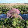 Foto: (Ipê Rosa no Pantanal / Reprodução/TV Morena)