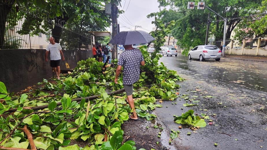 Houve queda de árvores e de galhos na cidade após temporal na segunda-feira, como na Taquara