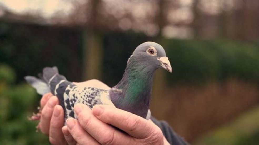 Armando O Pombo Mais Veloz Do Mundo E Vendido Por Mais De R 5 Milhoes Natureza G1 O mais recomendável é oferecer uma papinha específica para filhotes de pássaro. armando o pombo mais veloz do mundo e
