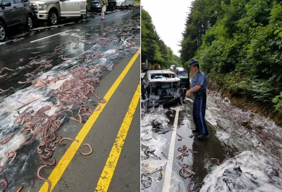 Enguias jogadas em estrada após acidente no Oregon, EUA