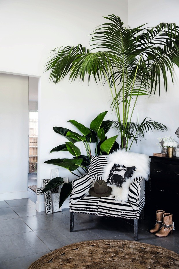 Palmeira camedórea-elegante e o filodendro-rasteiro (Foto: Chris Warnes (Warnes & Walton) / Living Inside)