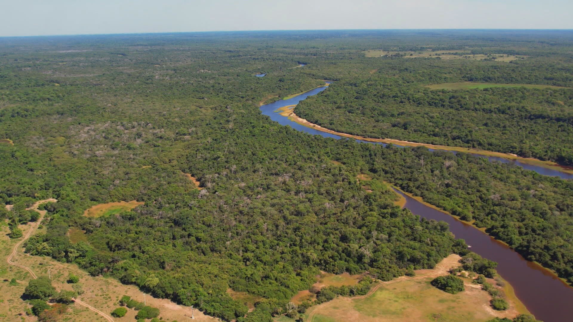 Conheça os animais 'símbolos' do Pantanal