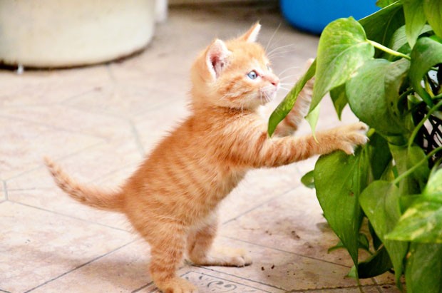 Kitten playing in plants (Foto: Getty Images/iStockphoto)