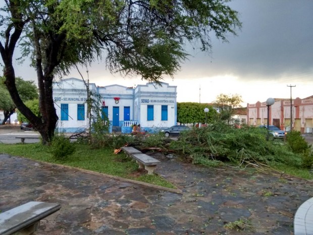 Forte vendo causou a queda de várias árvores em Oeiras (Foto: Otávio Barros)
