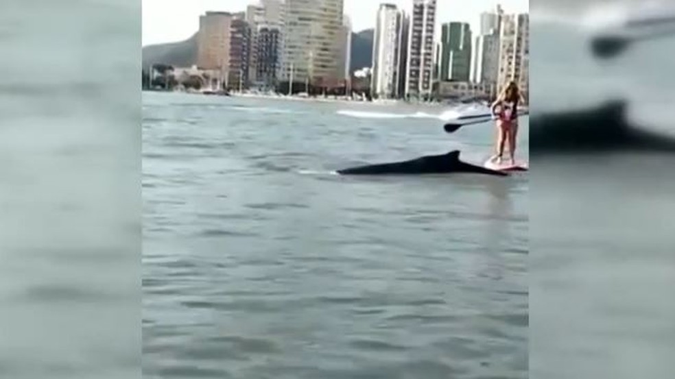 Baleia se 'exibe' perto de praticante de stand-up paddle em São Vicente, SP  — Foto: Reprodução 