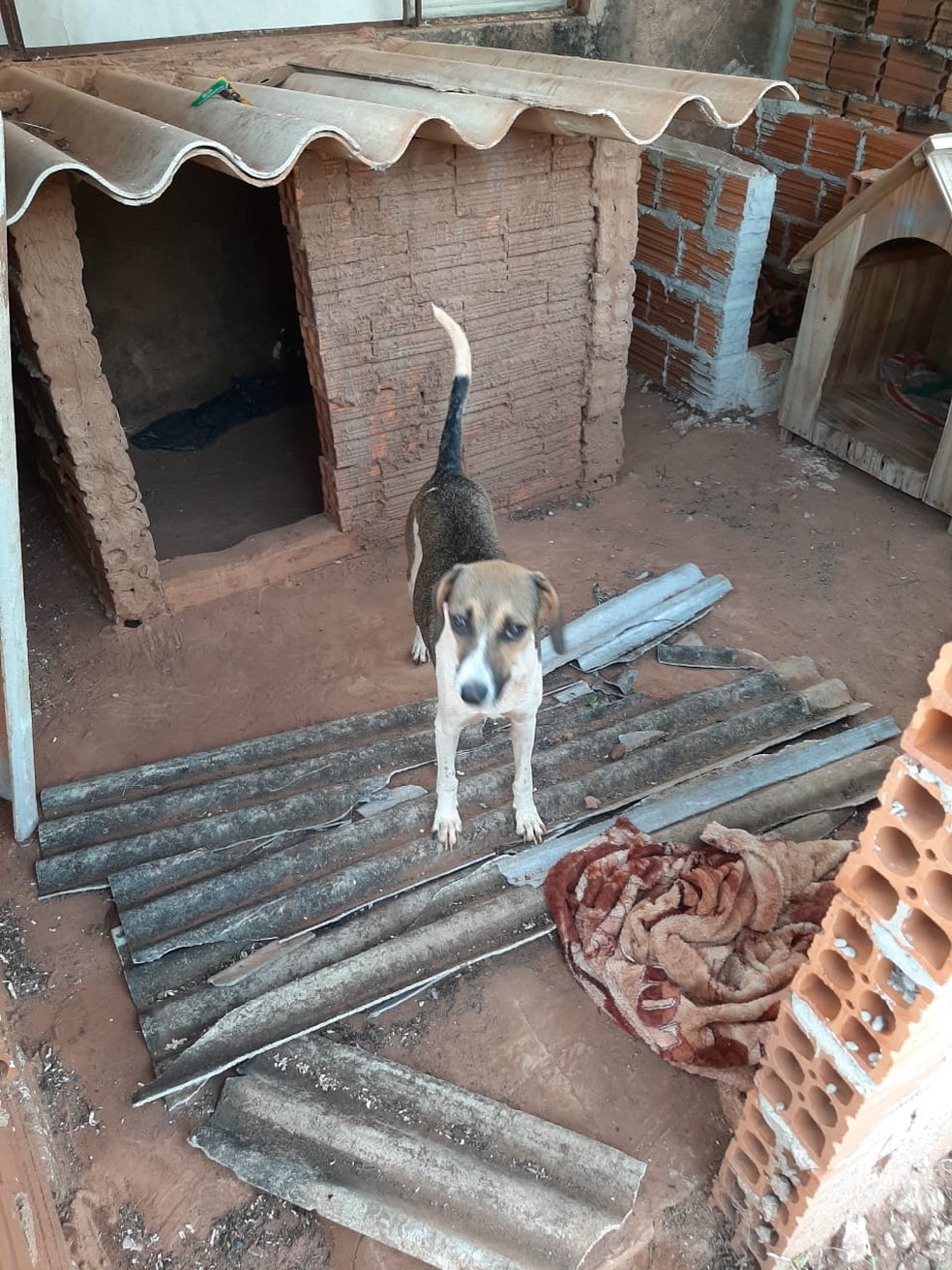 Temporal atingiu abrigo de animais em Martinópolis — Foto: Ana Paula Leocádia Puro/Cedida 