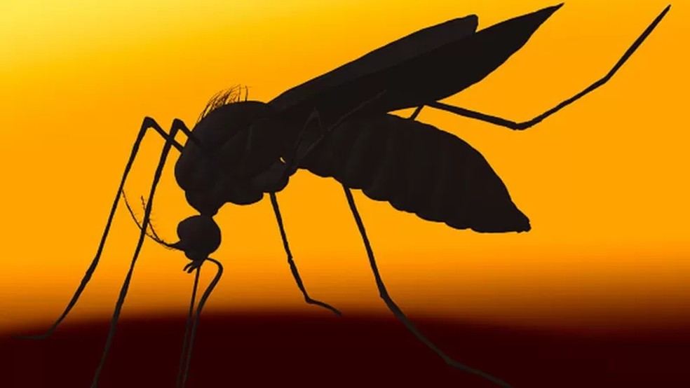 Casos de dengue — Foto: Getty Imges