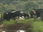 Produtores de leite de Goiás estão contentes com a volta da chuva