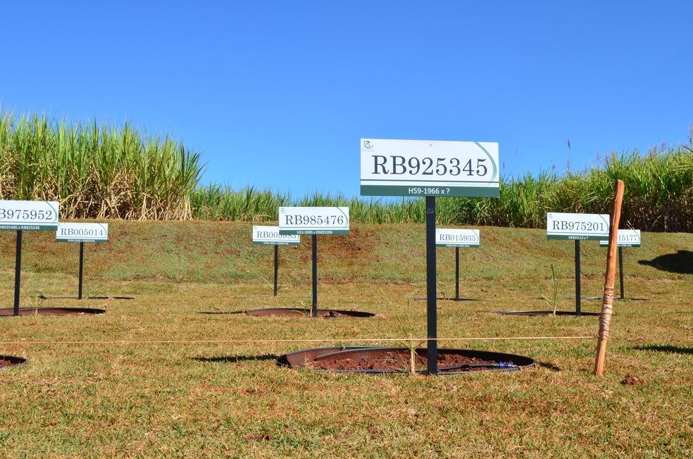 UFSCar tem 15 variedades em proteção sob proteção intelectual — Foto: Raquel Baes/G1