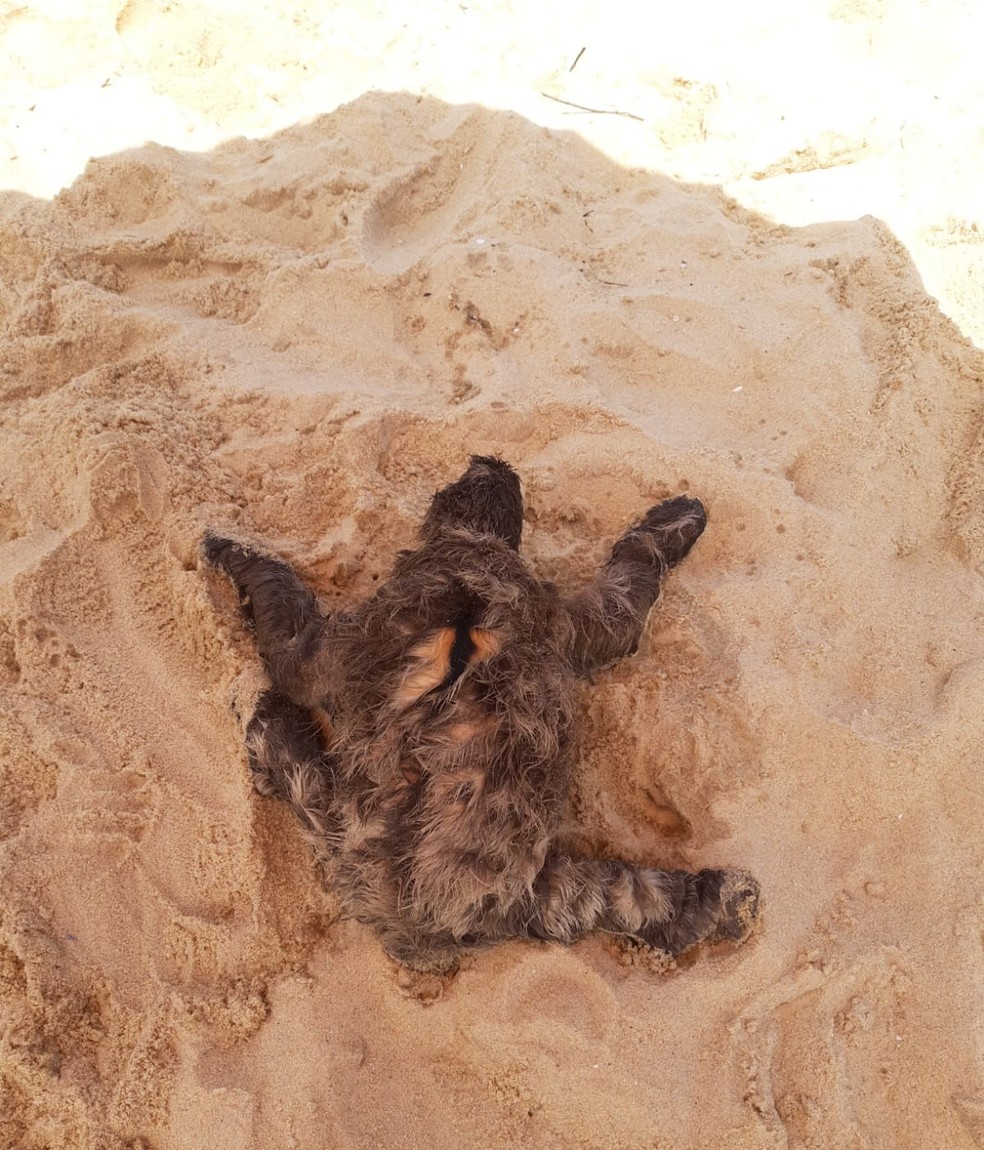 Preguiça é resgatada na praia Vermelha do Norte em Ubatuba — Foto: Divulgação/ Instituto Argonauta