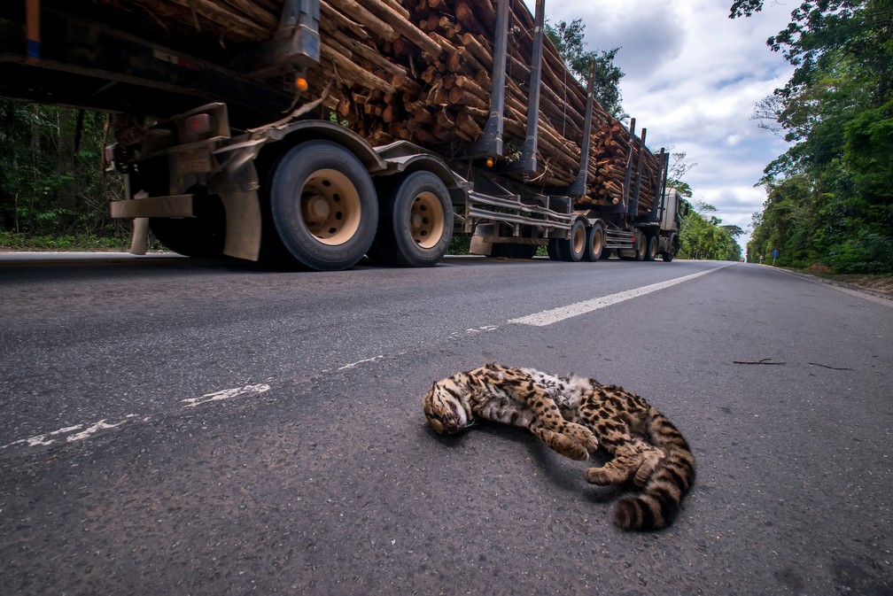 Núcleo de pesquisa da Ufes estima mais de 20 mil atropelamentos por ano em trecho de 25 quilômetros (Foto: Leonardo Merçon / Instituto Últimos Refúgios)