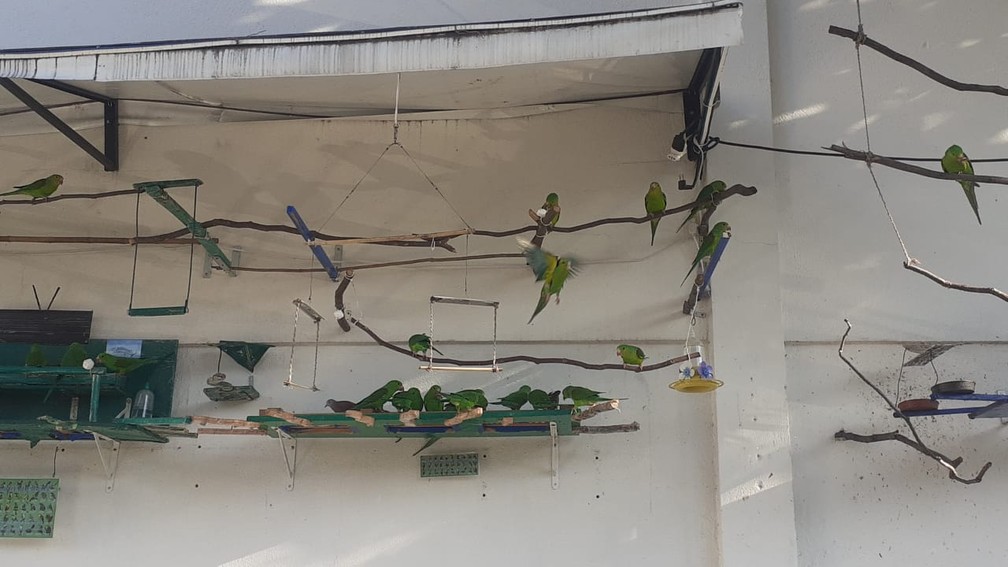 Maritacas no "MM Resort Big Birds"  — Foto: Arquivo pessoal