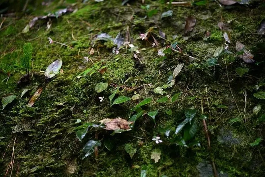 A Begonia cangyuanensis se distingue das begônias a que estamos acostumados por se tratar de uma erva rasteira ao invés de um arbusto