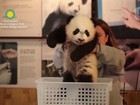 Panda Bei Bei é apresentado oficialmente pelo zoo de Washington