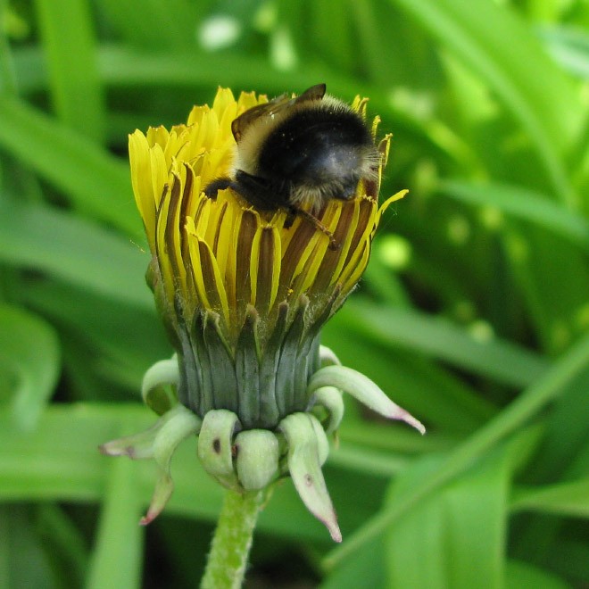 As abelhas foram declaradas o ser vivo mais importante do planeta, de acordo com o Instituto Earthwatch (Foto: Reprodução / imgur)