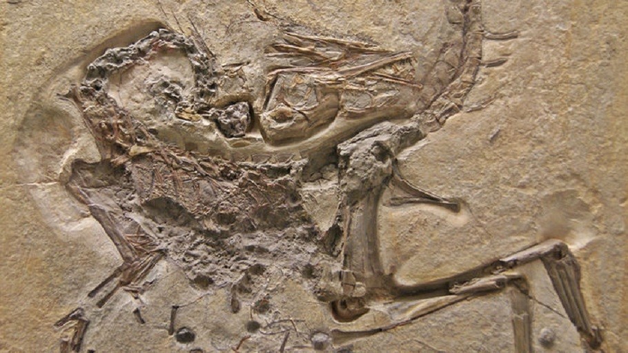 Registro do dinossauro 'Compsognathus longipes' (Foto: Divulgação)