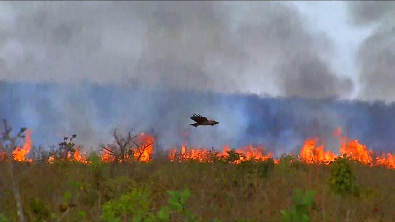 Mato Grosso decreta situação de emergência por queimadas