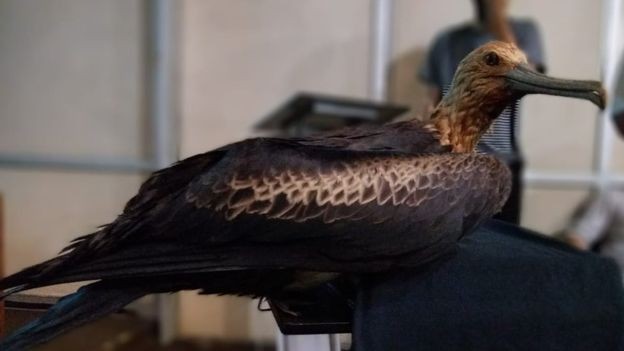Alguns dos ninhos terão também aves empalhadas para estimular as fragatas-de-trindade reais a usá-los (Foto: PATRÍCIA SERAFINI via BBC News Brasil)