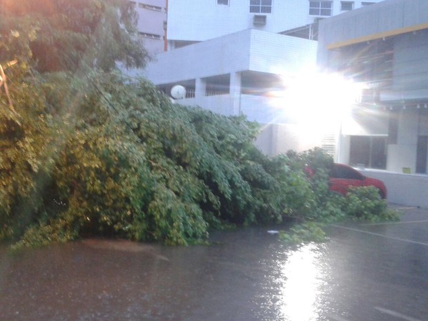 Árvore caiu na Avenida Santos Dumont, nos Aflltos (Foto: Cacyone Gomes/TV Globo)