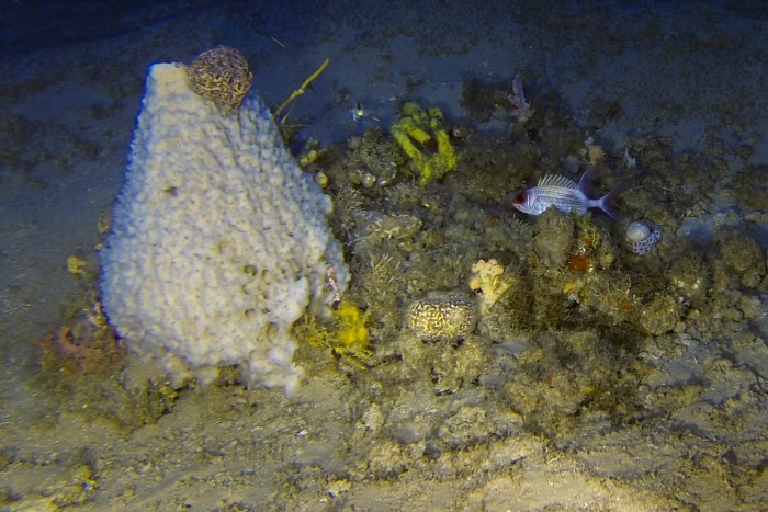 Conjunto de esponjas-do-mar, estrela cesto e um peixe mariquita (Holocentrus adscencionis) encontrados a 90 metros de profundidade. (Foto: Greenpeace)