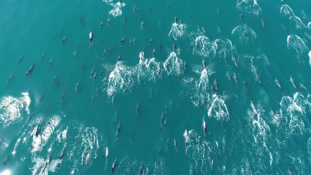 Pesquisadores nunca tinham visto um grupo tão grande de golfinhos nadando junto. Flagrante aconteceu na orla de Copacabana, no Rio — Foto: Reprodução/ TV Globo